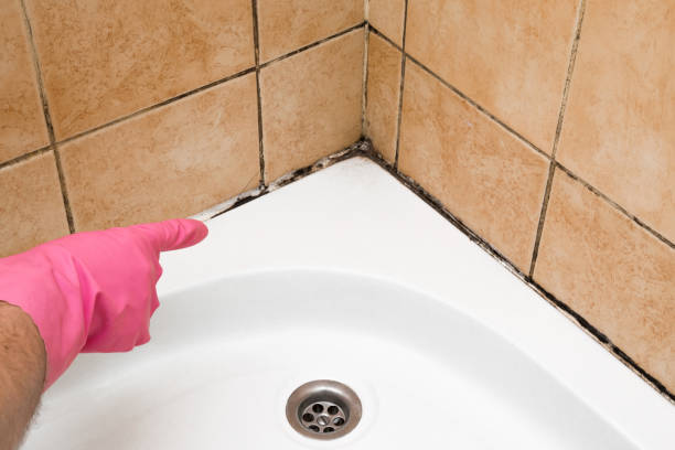Best Fast Mold Removal  in Rocky Point, NC
